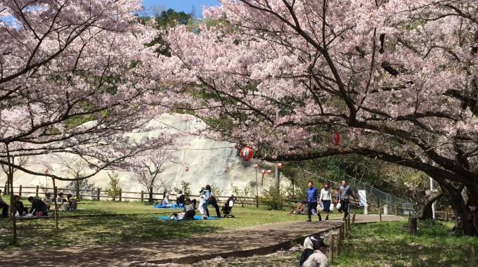 お花見（熊取永楽ダム桜祭り）に行ってきました。 | 熊取うまい