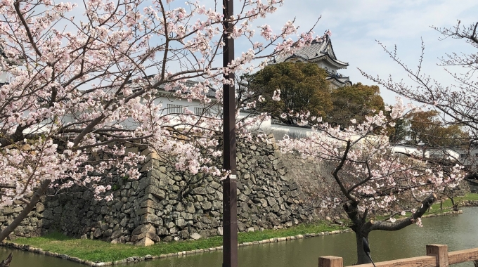 １サムネイル岸和田城の桜