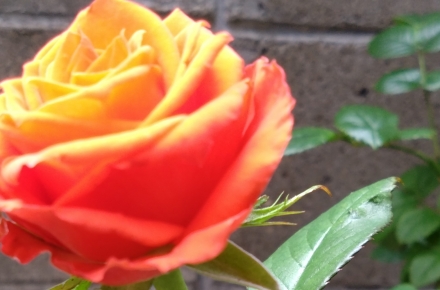 フラワーサークル・花・ミトイ