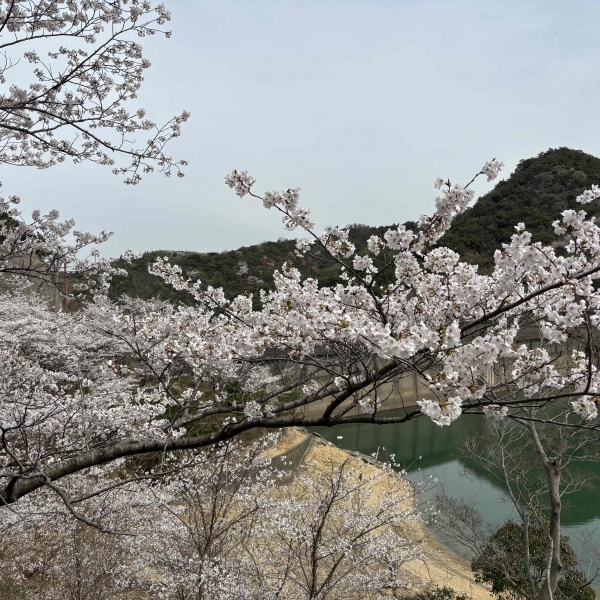 %e6%b0%b8%e6%a5%bd%e3%83%80%e3%83%a0%e6%a1%9cr7%ef%bc%8e%ef%bc%94%e6%92%ae%e5%bd%b1